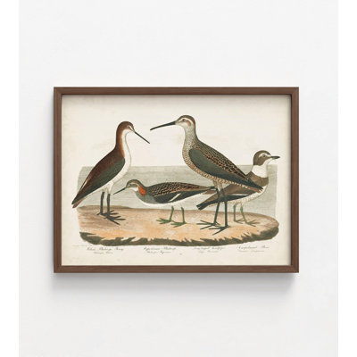 Reproduction d'oiseaux antiques, impression encadrée Alay, impression d'oiseaux d'eau rétro, Art mural nature, affiche d'oiseau Old School, Art mural encadré