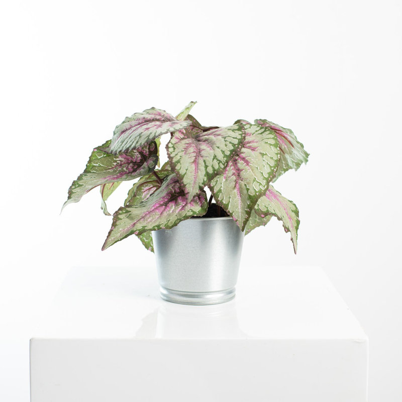 Plante à feuillage artificiel en pot