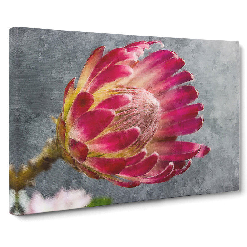 Pink Protea Flower - Wrapped Canvas, 50cm H x 76cm W x 3cm D