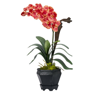 Orchid Arrangement in Vase