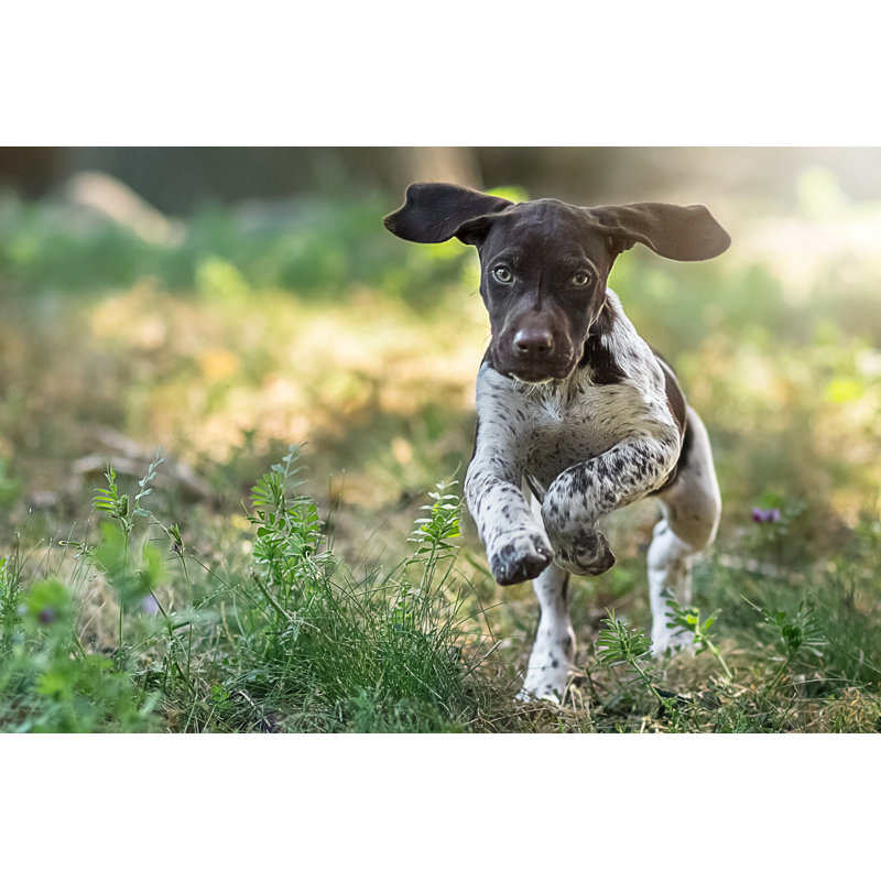 Puppy Running Towards The Camera - Wrapped Canvas Print, 30cm H x 46cm W x 3.8cm D