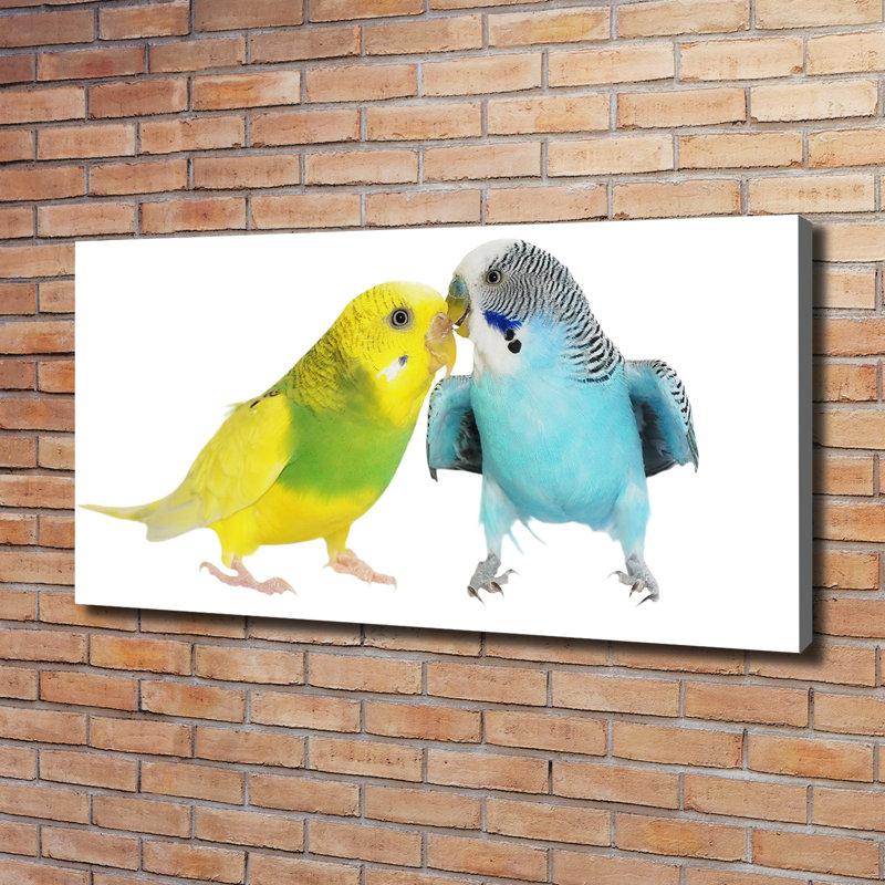 Budgies - No Frame Print on Canvas, Wrapped Canvas, 60cm H x 120cm W