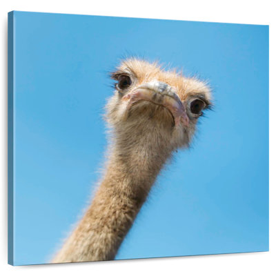 Crowle Curious Ostrich