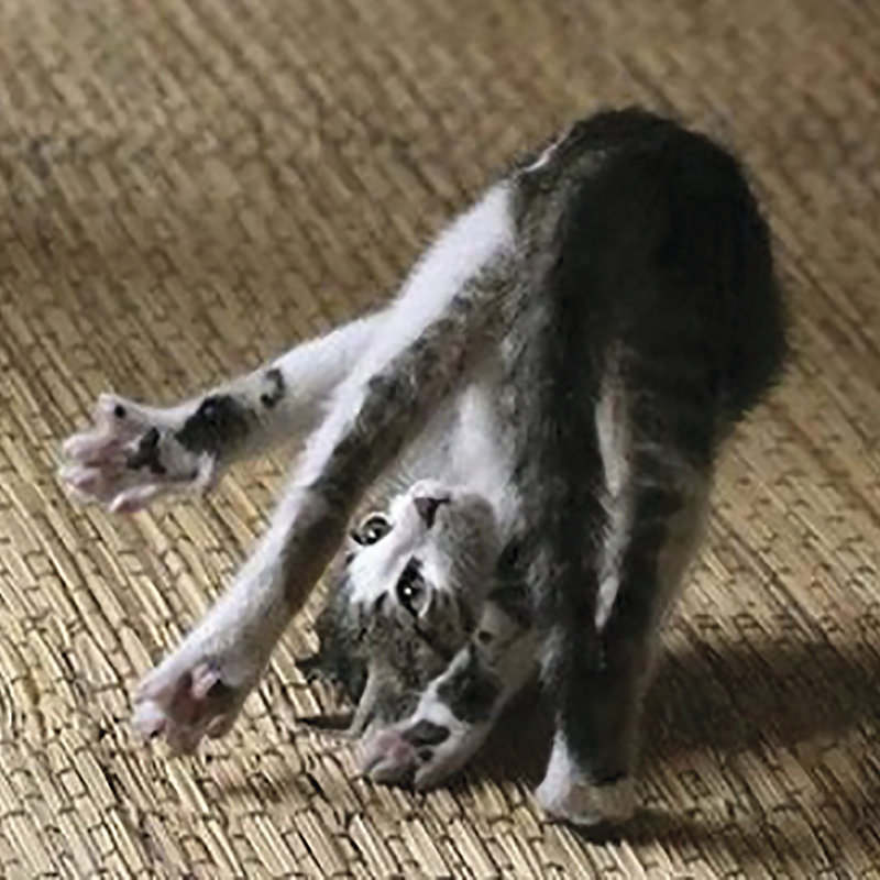 Cat Yoga IV, H 36 po x l 36 po