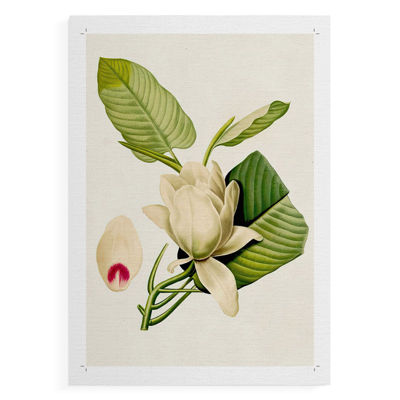 Fleurs de magnolia II - reproduction de toile seulement - non encadrée