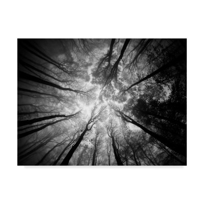 « tree tops », reproduction de photo sur toile tendue