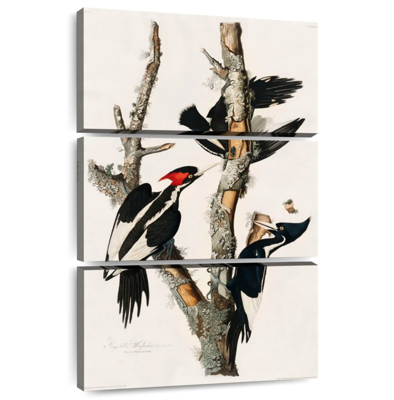 Ivory Billed Woodpecker