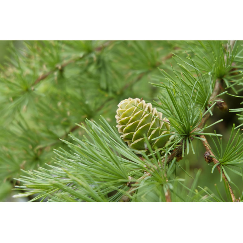 Close Up Of Larch Cones by Leonsbox - No Frame Print on Canvas, 61cm H x 91cm W