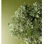 70cm Faux Evergreen Plant in Pot Liner