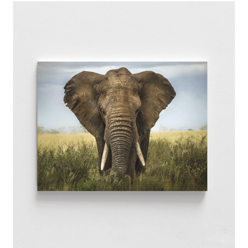 Éléphant d'Afrique, reproduction de photo - faune murale calme, Ne s’applique pas, H 12 po x l 16 po, Ne s’applique pas