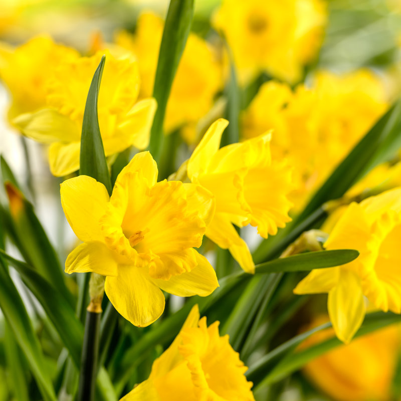 Gros plan sur un narcisse jaune par Candyboximage - Photographie sur toile tendue, H 12 po x l 12 po