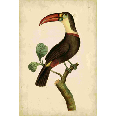 Nodder Tropical Bird Pl. 183 (A)