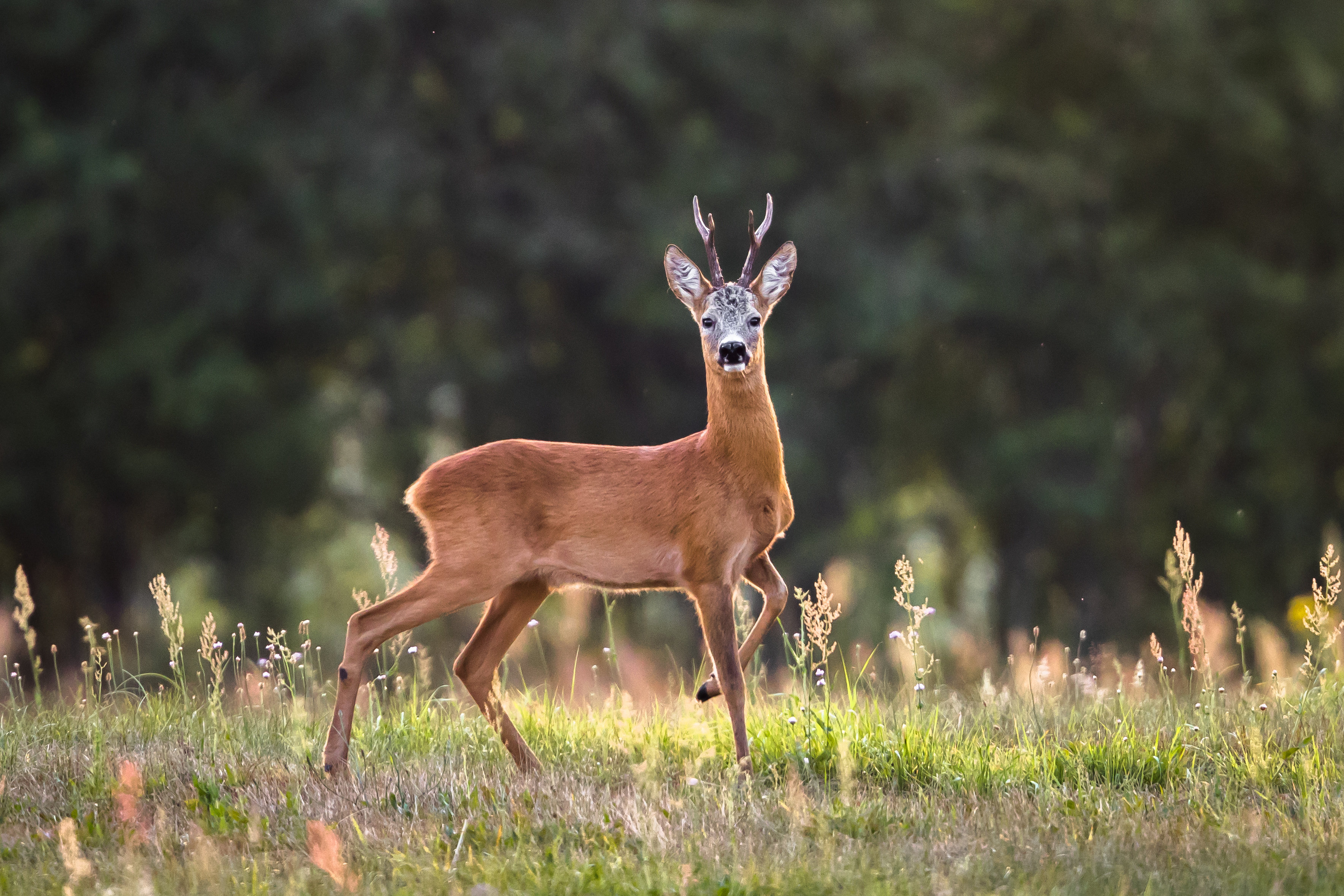 Millwood Pines Roe Deer by Damiankuzdak | Wayfair