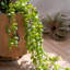 40,55 po plante artificielle-547589274-547589273
