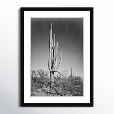 Saguaro National Monument Print by Ansel Adams
