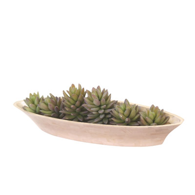 Natural Shell Tiles Boat Shaped with Succulents