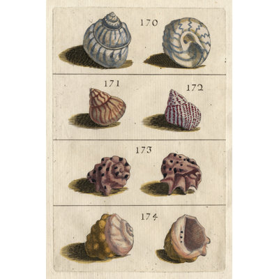 Shell Collection IV - Wrapped Canvas Print