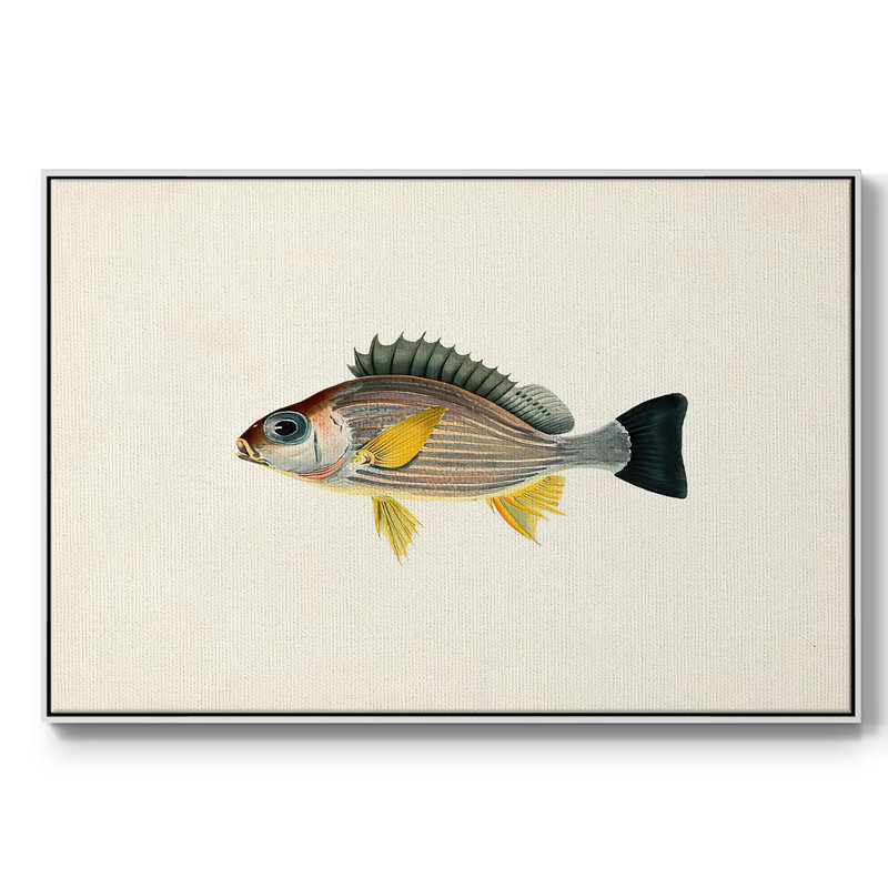 " Tropical Fish Collection III ", White Framed, 17" H x 25" W x 2" D