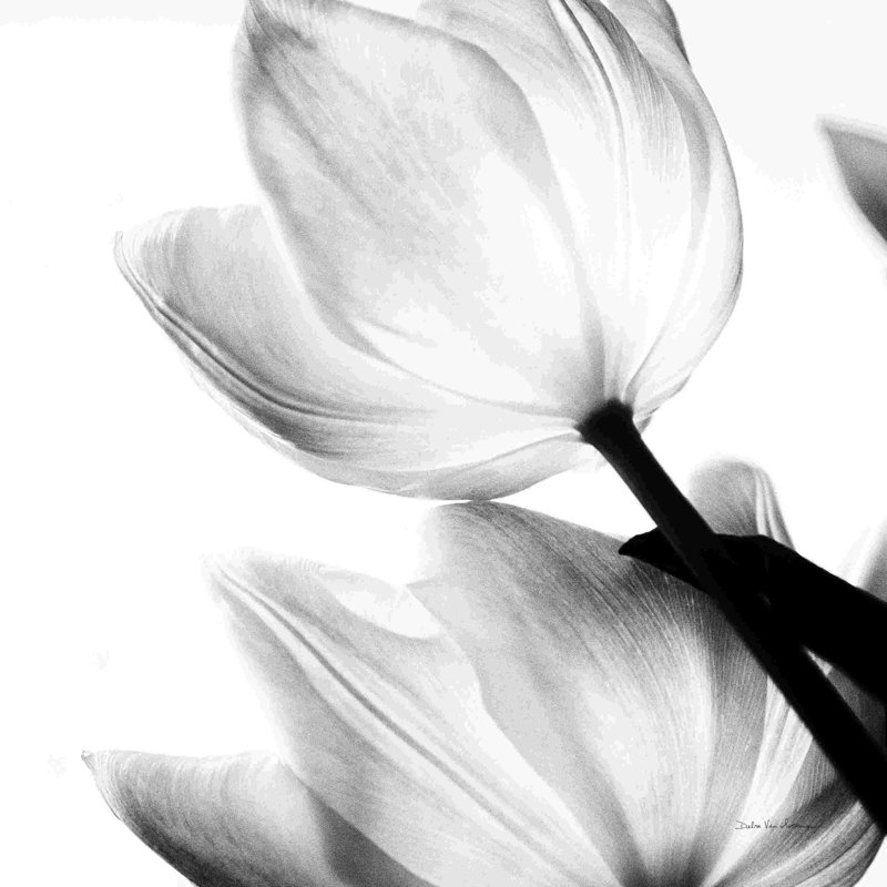 " Translucent Tulips II " by Debra Van Swearingen, 30" H x 30" W  , No, Maple Floater Framed