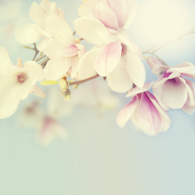 Magnifique magnolia sur fond de ciel par Stockimagegroup