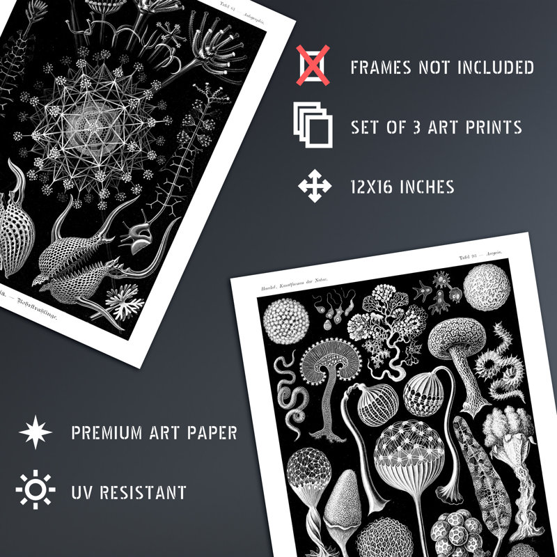 Phaeodaria Black White Haeckel Vintage Marine Plankton - 3 Piece No Frame Print Set, 40.5cm H x 30.5cm W x 0.3cm D