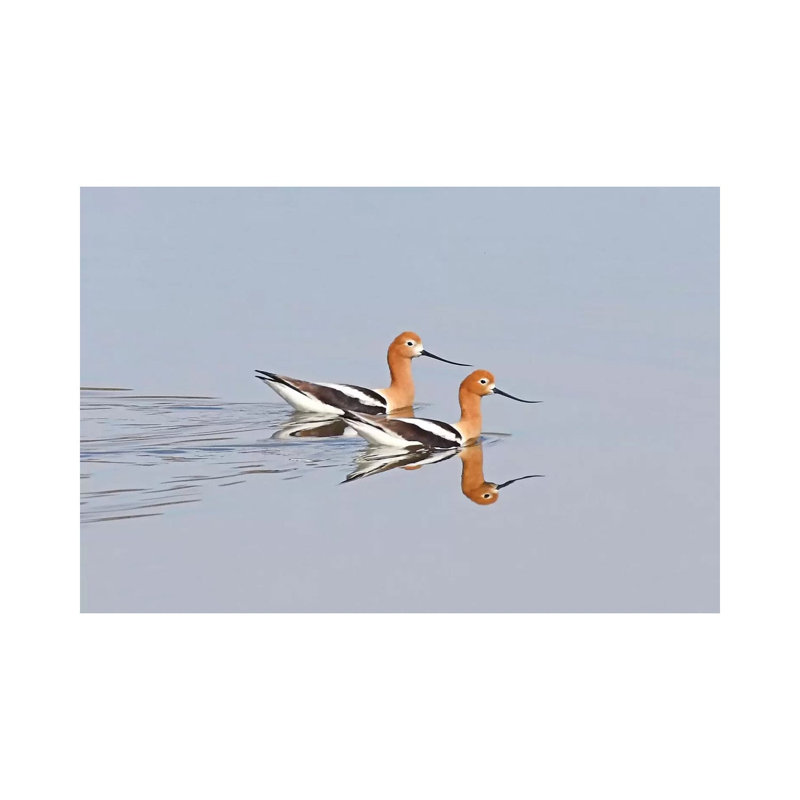 Swimming Avocets by Brian Wolf - Wrapped Canvas Print, 20.32cm H x 30.48cm W x 1.91cm D