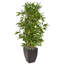 5 pi Arbre artificiel en bambou dans un pot noir (véritable toucher) résistant aux rayons UV (intérieur / extérieur)