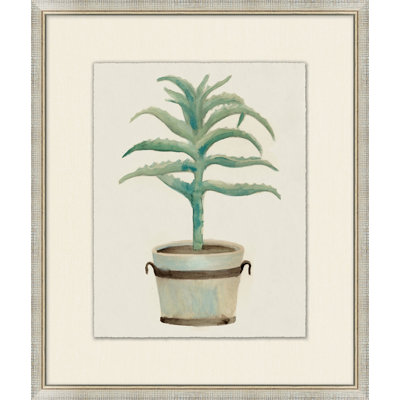 Aloe Pot " Aloe Pot 2 "