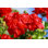 " Beautiful Red Geraniums Flowers " by Mayerberg