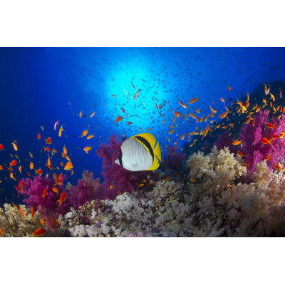 Chaetodon Lineolatus - Wrapped Canvas Print