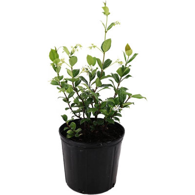 American Plant Exchange Green Confederate Jasmine, 10-Inch Pot Live Vining Plant, Fragrant White Flowers, Vining, Climbing Trellis Plant