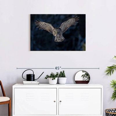 Hibou gris volant