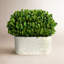 Alby Boxwood Topiary in Ceramic Pot