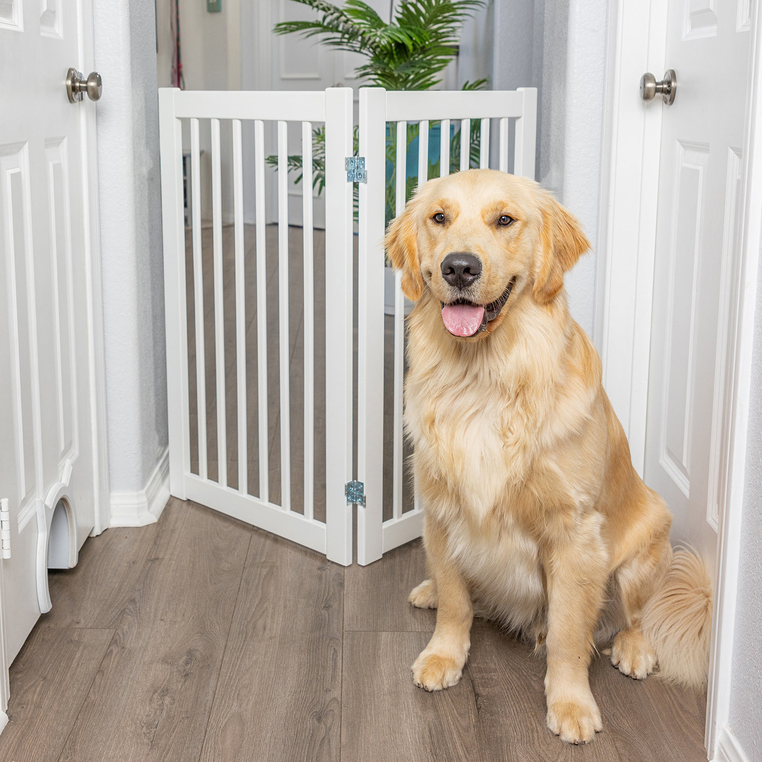 Huxley freestanding clearance wooden pet gate