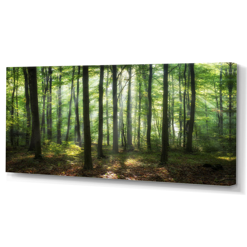 «Sunny Morning Magic Forest IV» - photographie sur toile, H 30 po x l 40 po x P 1,5 po, Toile tendue