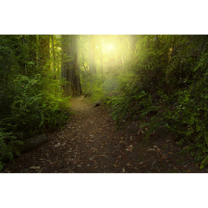 Redwood Forest - Wrapped Canvas Print, 20cm H x 30cm W x 3.8cm D