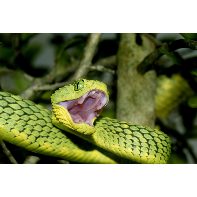 African Green Bush Viper by Mark Kostich - No Frame Print on Canvas, 81cm H x 122cm W