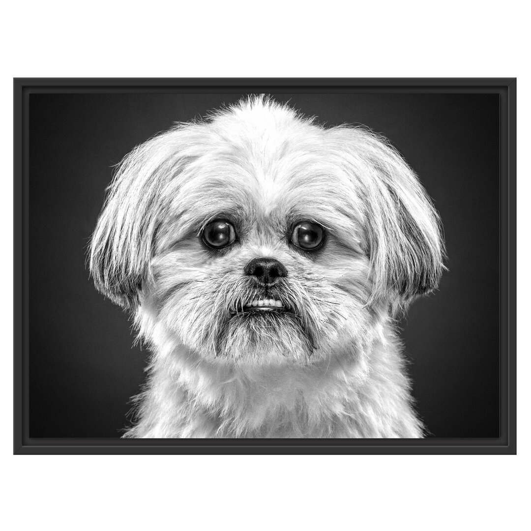 Gerahmtes Wandbild lustiger kleiner Hund Kunst B&W