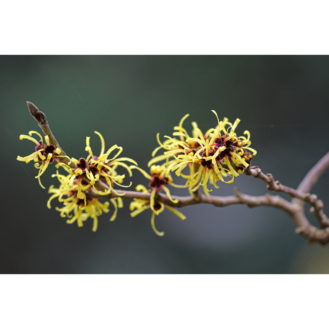 Leinwandbild Witch Hazel