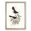 Black Fantailed Flycatcher Birds by Elizabeth Gould - Picture Frame Art Print-55512560-55512562