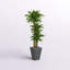 Plante artificielle 50,25 po Dracaena en pot