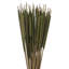 Tige d'herbe Flournoy-2011196881