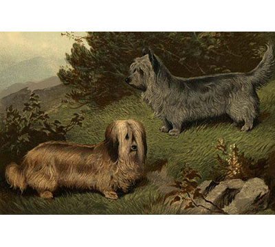 Skye terriers-impression