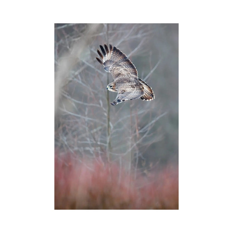 Flying Buzzard by Mateusz Piesiak - Wrapped Canvas Print, 20.32 cm H x 30.48 cm W