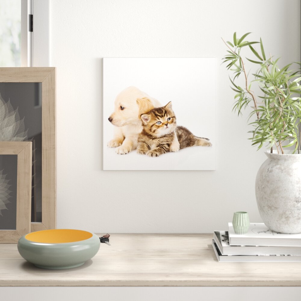 Glasbild Cat & Dog, Fotodruck