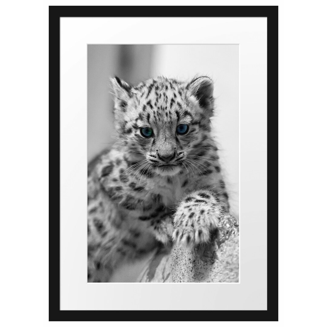 Leopardenjunges kletternd Gerahmte Fotokunstdruck Poster