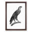 Greater Spotted Eagle - Picture Frame Drawing Print-55736252-55736254