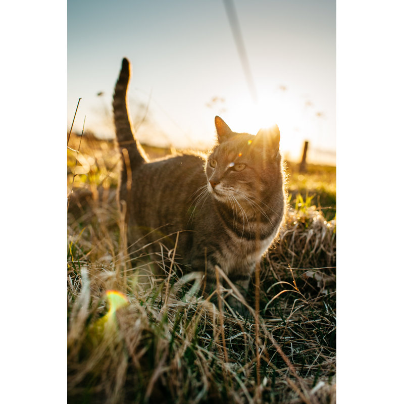 Cute Cat In Sunset by Knape - No Frame Print on Canvas, 46cm H x 30cm W