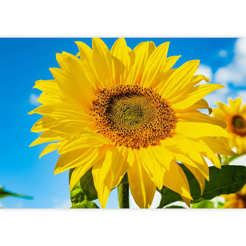 Gros plan, été, soleil, tournesol, photographie naturelle, papier peint, peintures murales, L 144 po x l 100 po