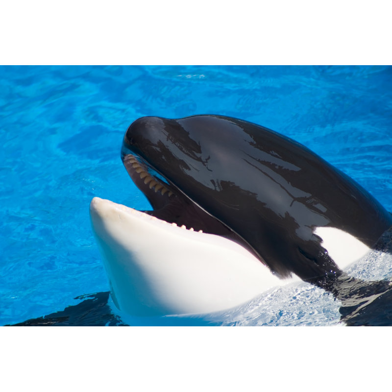Killer whale by evgenyb - Wrapped Canvas Rectangle Print, 51 cm H x 76 cm W
